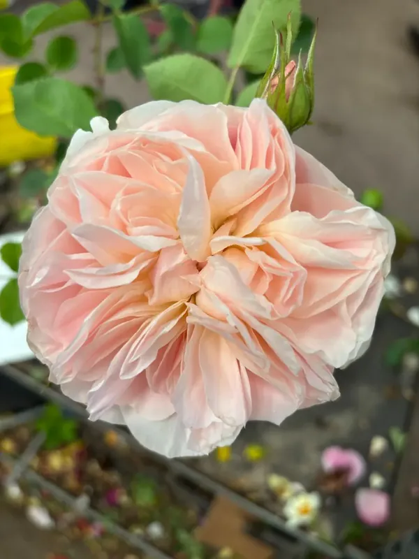 Nieuwe release - Eetbare roos (Rosa ‘Natural Aroma‘) (BIO)