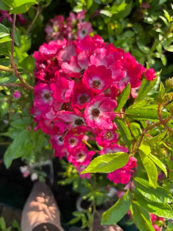 Heesterroos (Rosa ‘Marjorie Fair‘) (BIO) - Nieuw gelanceerd