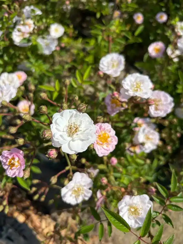 Profiteer nu | Ramblerroos (Rosa ‘Little Rambler‘) (BIO)