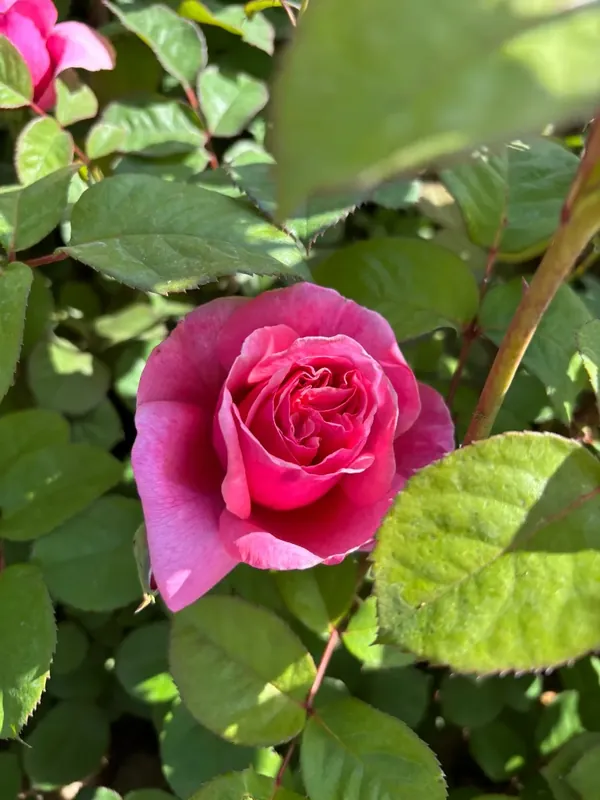 Expreslevering - Theehybride roos (Rosa ‘Line Renaud‘) (BIO)