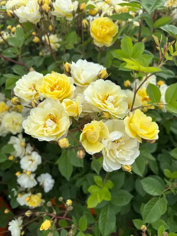 Bestseller - Trosroos (Rosa ‘Limona‘) (BIO)