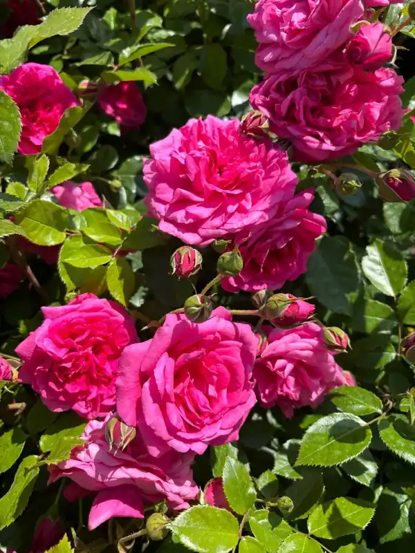 Klimroos (Rosa ‘Laguna‘) (BIO) | Topproduct