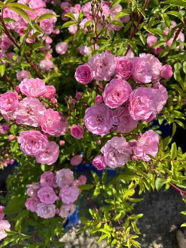 Heesterroos (Rosa ‘Heavenly Pink‘) (BIO) | Speciale deal
