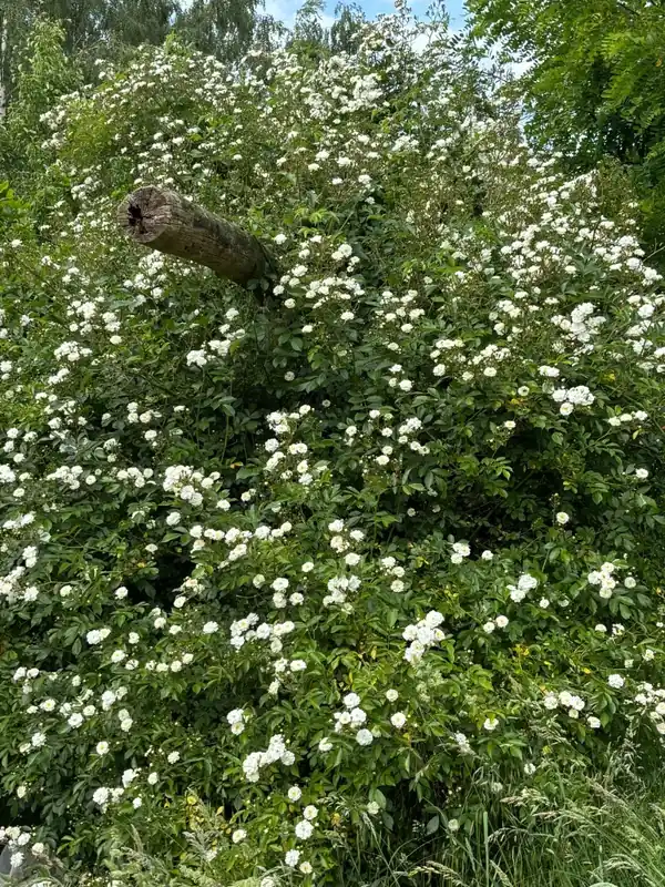 Veel voordeel - Ramblerroos (Rosa ‘Guirlande Amour‘) (BIO)