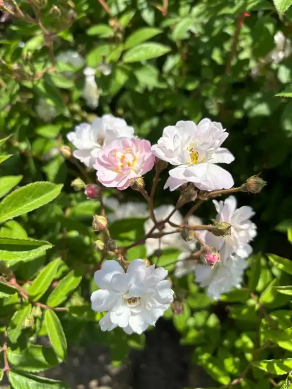 Tijdelijke actie | Ramblerroos (Rosa ‘Guirlande Rose‘) (BIO)