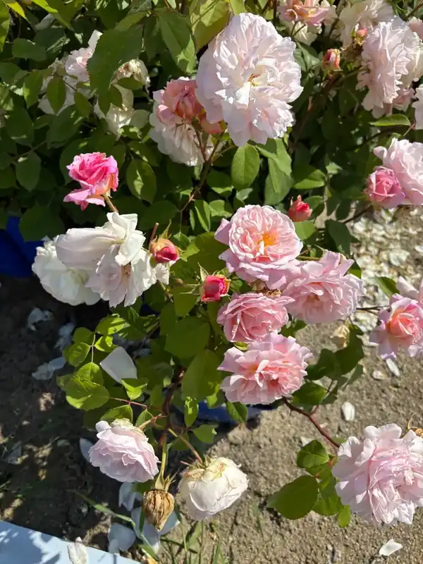 Floribundaroos (Rosa ‘Grusse an Achen‘) (BIO) - Veilige betaling