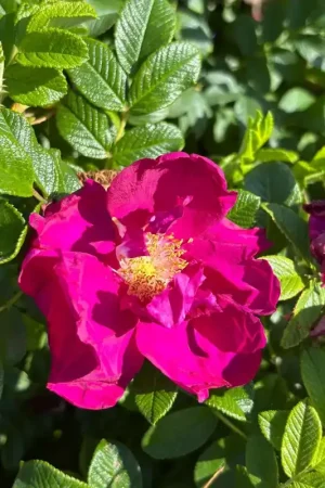 Zojuist toegevoegd | Heesterroos (Rosa ‘Georg Ruf‘) (BIO)