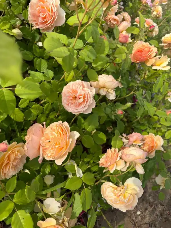 Eetbare roos (Rosa ‘Eveline Wild‘) (BIO) - Shop nu