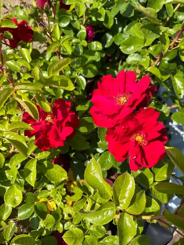 Struikroos (Rosa ‘Emily Davies‘) (BIO) | Direct leverbaar