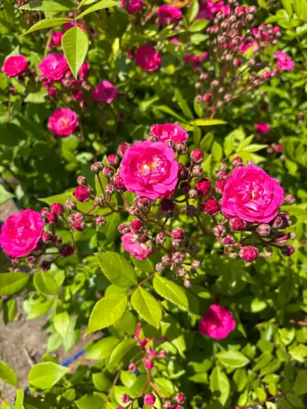 Heesterroos (Rosa ‘Dinky‘) (BIO) | Nieuwe release