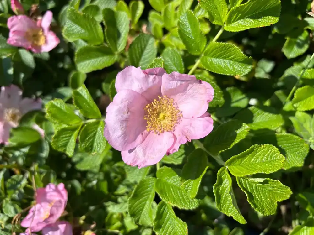 Rugosaroos (Rosa ‘Dagmar Hastrup‘) (BIO) | Rechtstreeks uit de fabriek