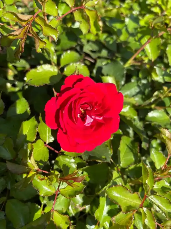 Miniatuurroos (Rosa ‘Corazon‘) (BIO) - Online kopen