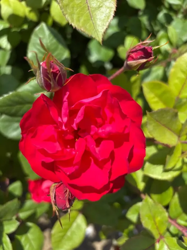 Trosroos (Rosa ‘Cherry Bonica‘) (BIO) | Net binnen