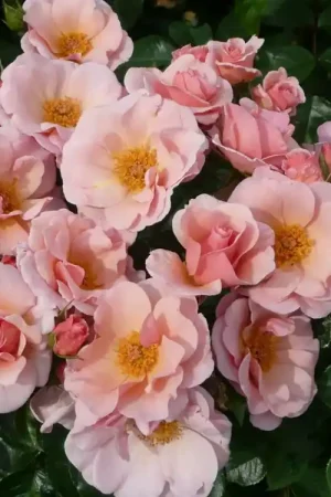 Actieprijs | Klimroos (Rosa ‘Checkmate‘) (BIO)