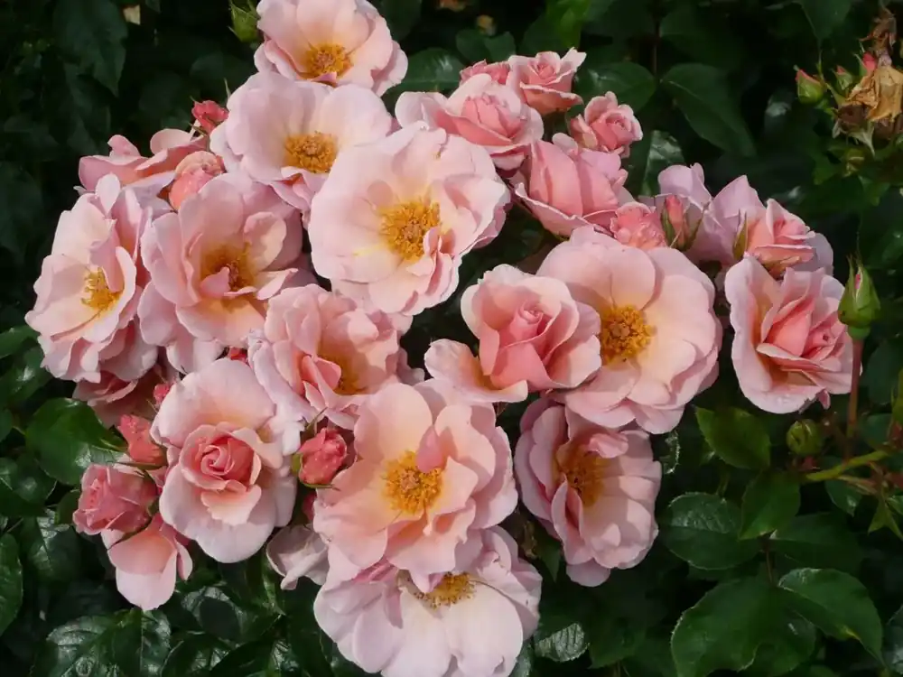 Actieprijs | Klimroos (Rosa ‘Checkmate‘) (BIO)
