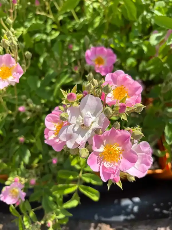 Nieuwe release - Ramblerroos (Rosa ‘Apple Blossom klim‘) (BIO)