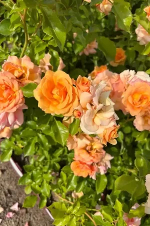 Aanbieding - Trosroos (Rosa ‘Charming‘) (BIO)