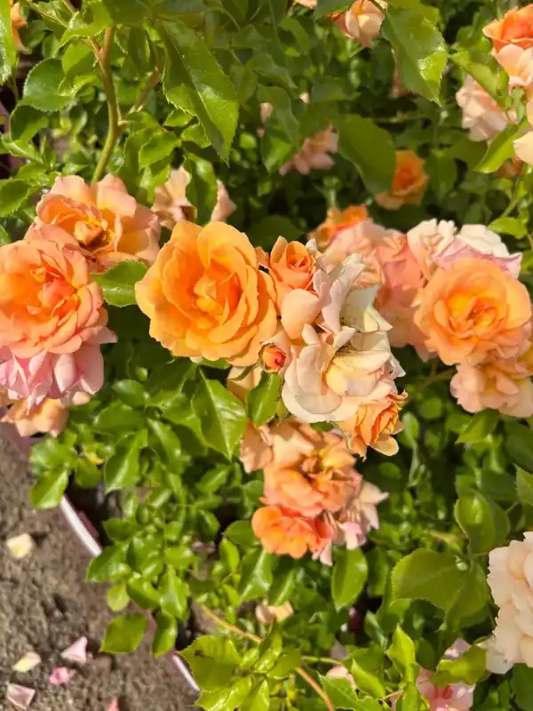 Aanbieding - Trosroos (Rosa ‘Charming‘) (BIO)