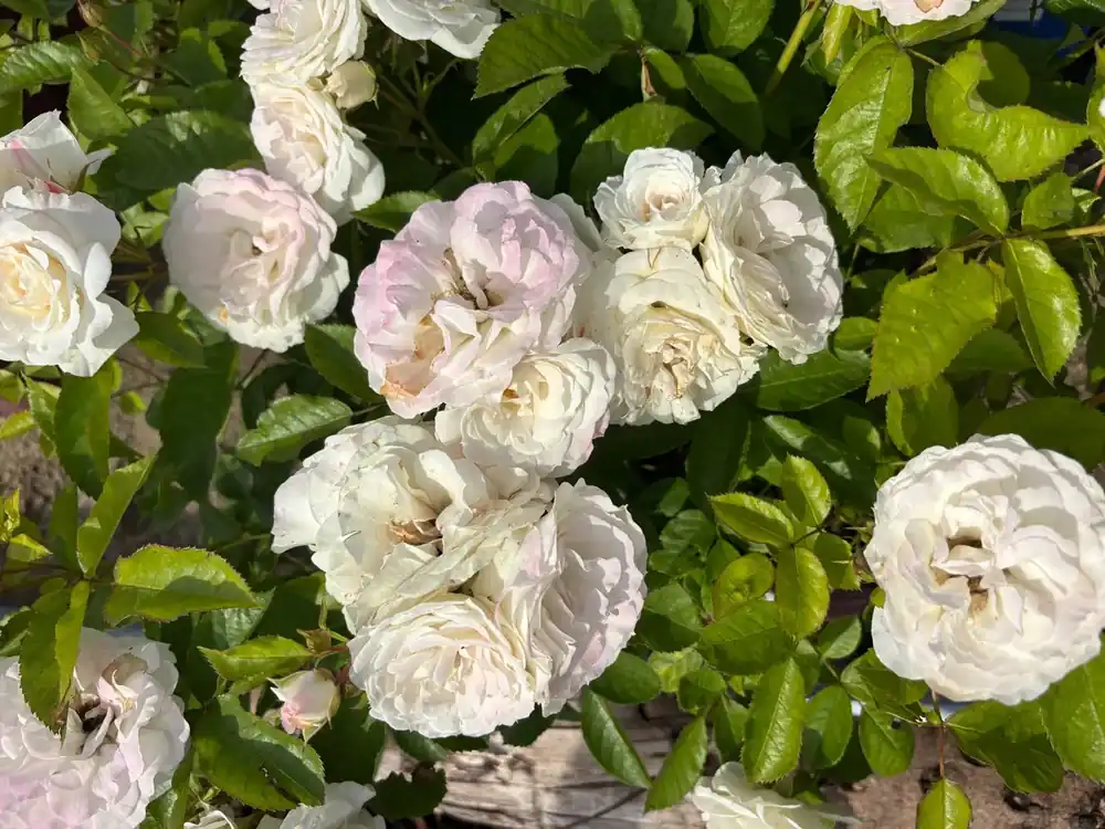 Trosroos (Rosa ‘Baby Schneewitchen‘) (BIO) - Eenvoudig retourneren
