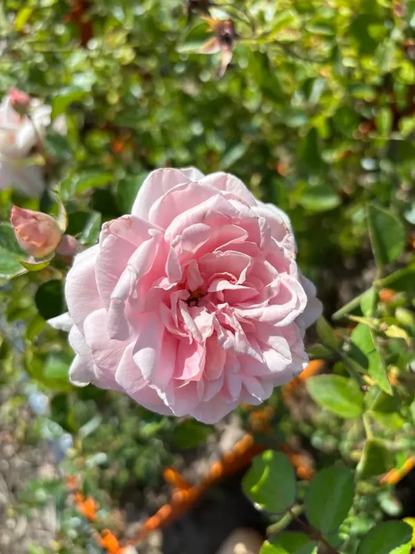 Klimroos (Rosa ‘Awaking‘) (BIO) | Direct van de fabrikant