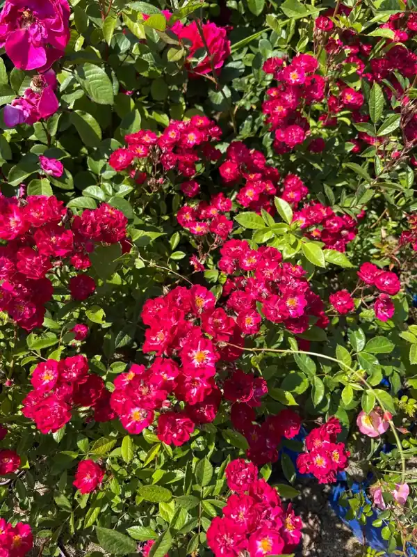 Nu beschikbaar | Polyantharoos (Rosa ‘Alberich‘) (BIO)