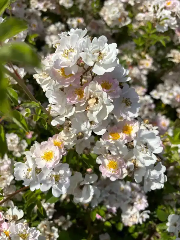 Voordeelprijs | Struikroos (Rosa ‘Abigail Adams‘) (BIO)