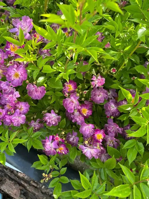 Ramblerroos (Rosa ‘Veilchenblau‘) (BIO) | Topprijs
