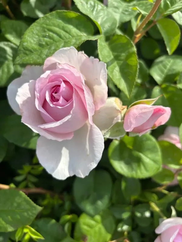 Bestelbaar | Eetbare roos (Rosa ‘Unique Aroma‘) (BIO)