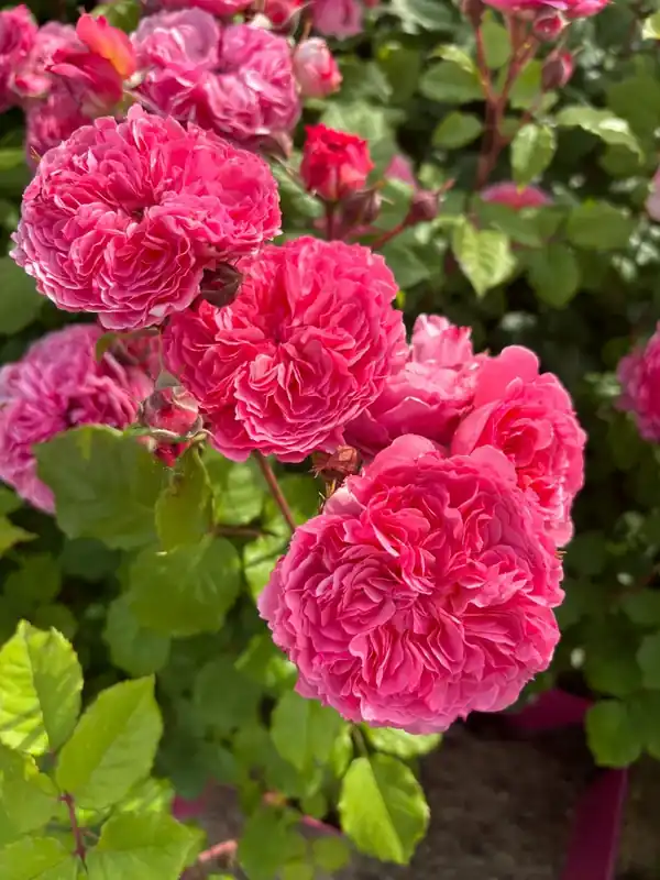 Eetbare roos (Rosa ‘Theo Clevers‘) (BIO) | Direct kopen