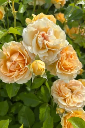 Aanrader - Struikroos (Rosa ‘Spotlight‘) (BIO)