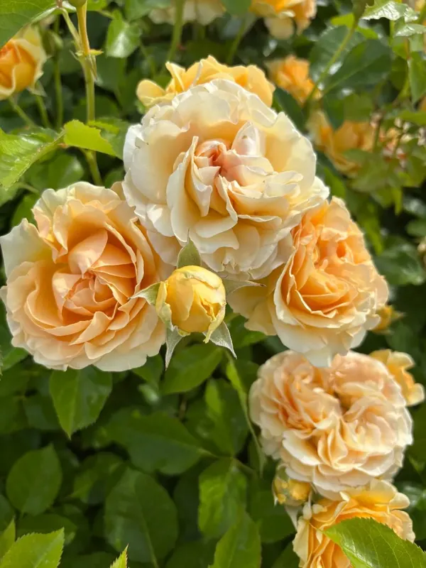 Aanrader - Struikroos (Rosa ‘Spotlight‘) (BIO)