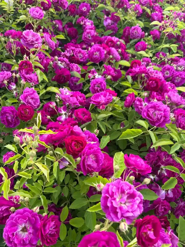 Populair - Klimroos (Rosa ‘Rozengarten Zweibrucken‘) (BIO)
