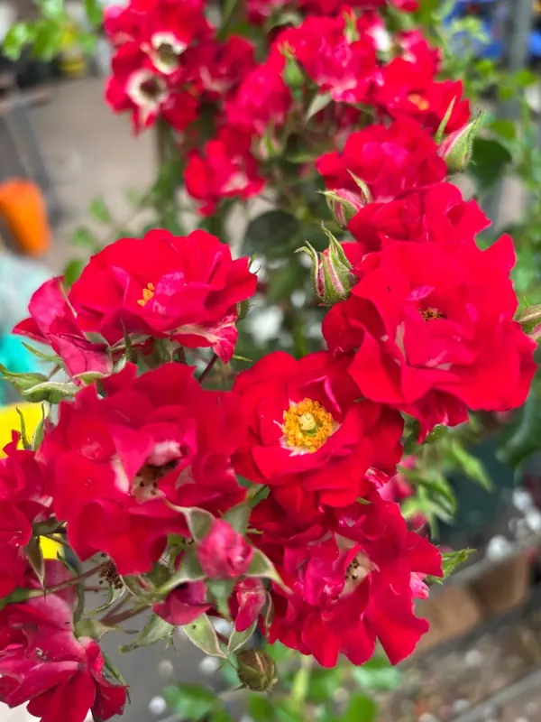 Ramblerroos (Rosa ‘Rambling Rosie‘) (BIO) | Favoriet van klanten