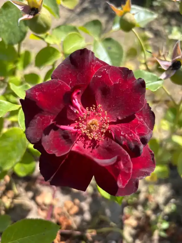 Premiumkwaliteit | Struikroos (Rosa ‘Pretty Black‘) (BIO)