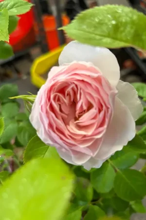Actieprijs - Eetbare roos (Rosa ‘Pear‘) (BIO)