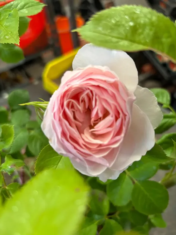 Actieprijs - Eetbare roos (Rosa ‘Pear‘) (BIO)