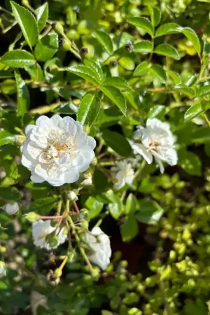 Aanrader - Klimroos (Rosa ‘Paragon‘) (BIO)