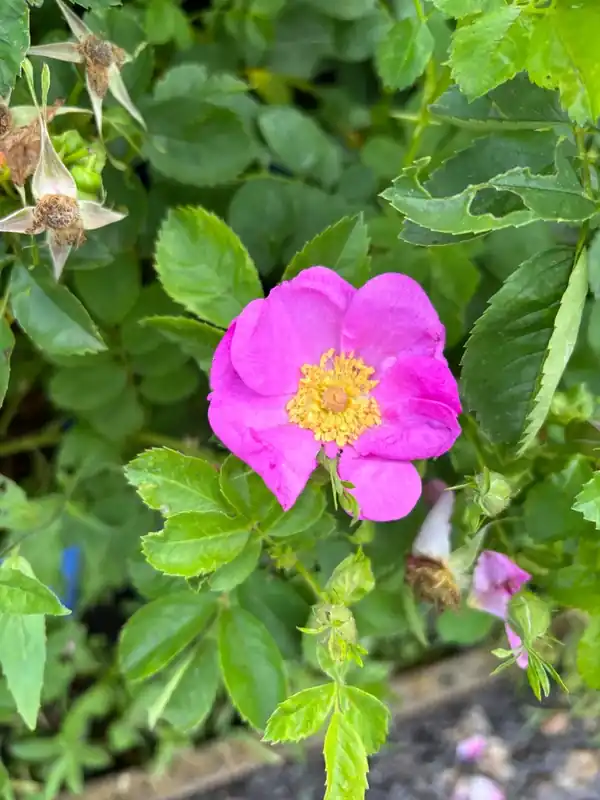 Sale | Botanische roos (Rosa ‘Nutkaensis‘) (BIO)