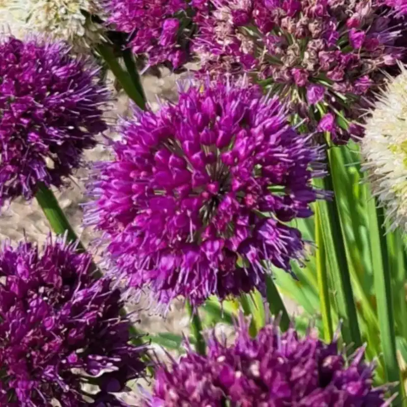 Snelle verzending - Allium (Allium ‘Lavander Bubblers‘)