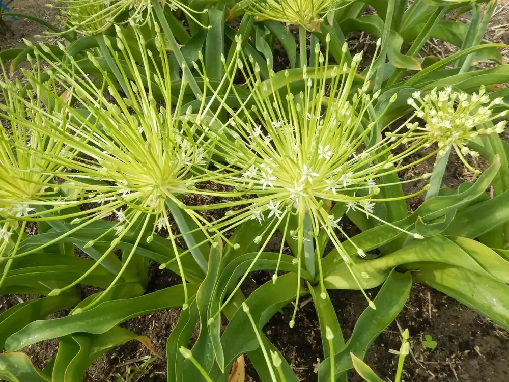 Prijsverlaging | Sierui (Allium schubertii ‘Arctic Snow‘)