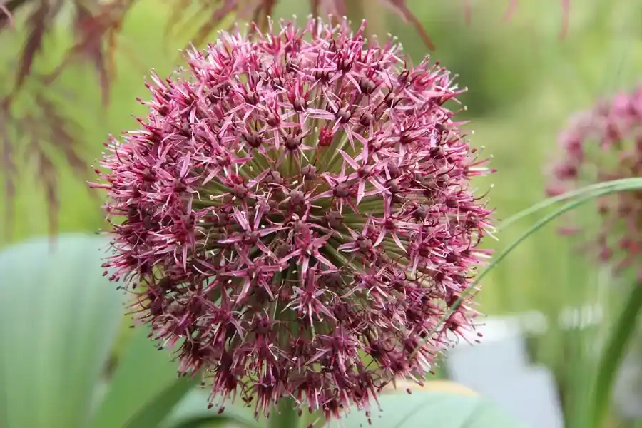Sierui (Allium karataviense ‘Red Giant‘) - Nog maar een paar beschikbaar