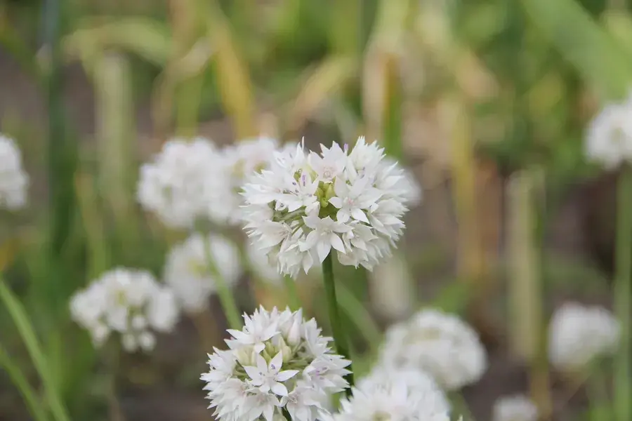 Sierui (Allium amplectens ‘Graceful Beauty‘) | Hoog gewaardeerd