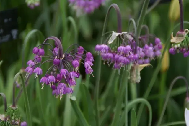 Sierui (Allium cernuum) | Pak je kans