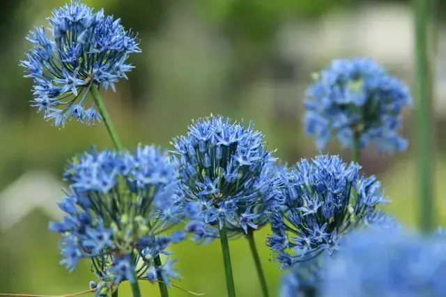 Actie loopt bijna af | Sierui (Allium caeruleum)