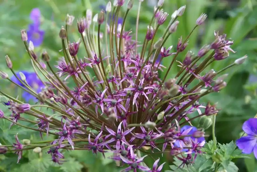 Direct kopen | Sierui (Allium ‘Toabago‘)