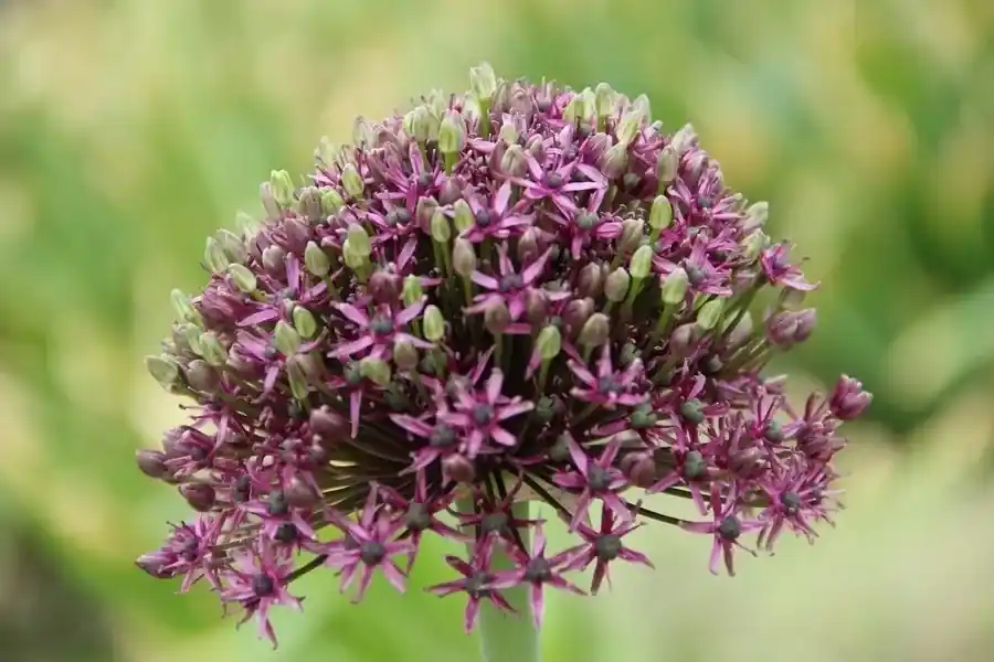 Sierui (Allium ‘Miami‘) | Verlaagde prijs