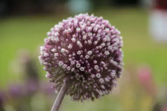 Prijsverlaging - Sierui (Allium ‘Summer Drummer‘)