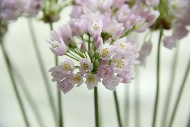 Sierui (Allium roseum) - Bespaar nu