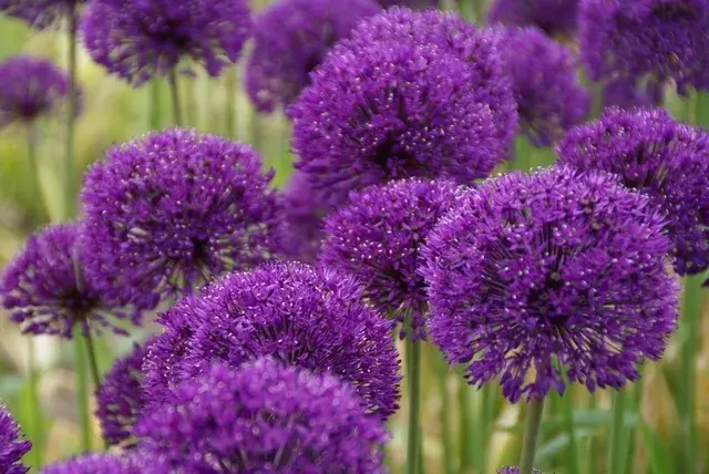 Sierui kopen? Allium Purple Sensation met groeigarantie - Prijs verlaagd