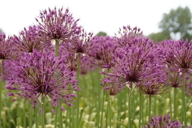 Hoog gewaardeerd - Sierui (Allium ‘Purple Rain‘)